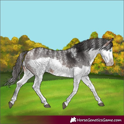Horse Color:Powder White Brown Splash Rabicano
