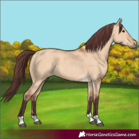 Horse Color:Chocolate Bay Dun 