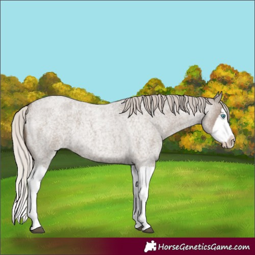 Horse Color:Silver Grullo Roan Splash 