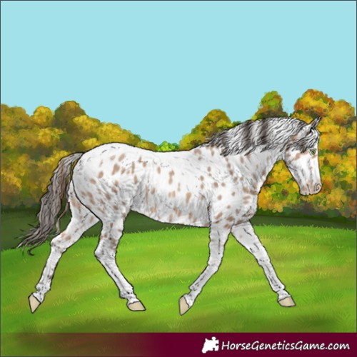 Horse Color:Amber Champagne Tobiano Appaloosa Rabicano