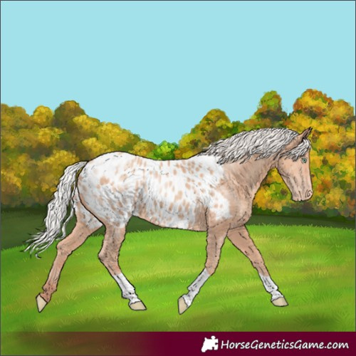 Horse Color:Silver Amber Champagne Tobiano Appaloosa Rabicano 