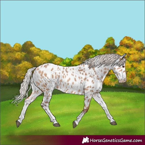 Horse Color:White Spotted Silver Bay Dun Tobiano Appaloosa Rabicano 