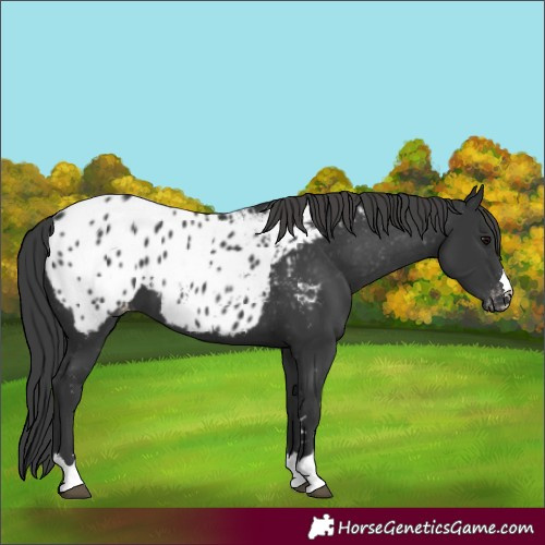 Horse Color:Black Blanket 