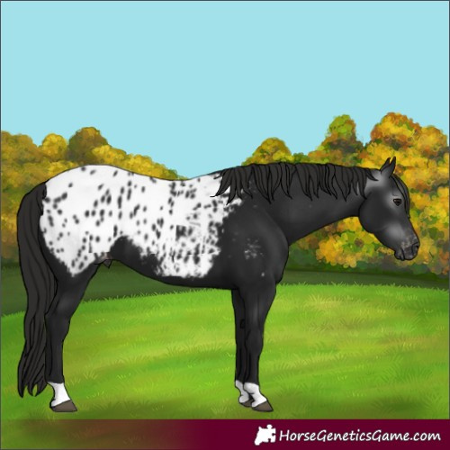 Horse Color:Gray Black Blanket 