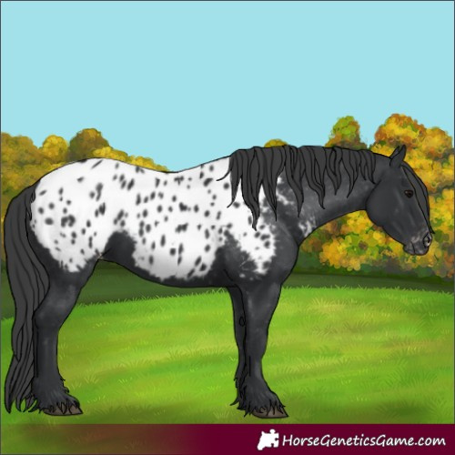 Horse Color:Black Blanket 