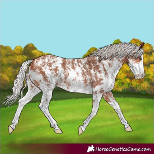 Horse Color:Silver Bay Sabino Rabicano