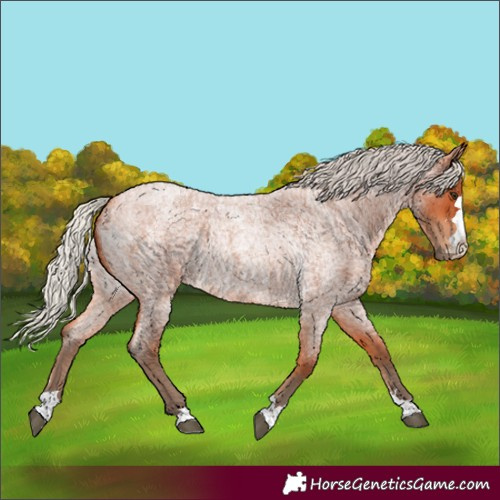 Horse Color:Silver Bay Roan Rabicano 