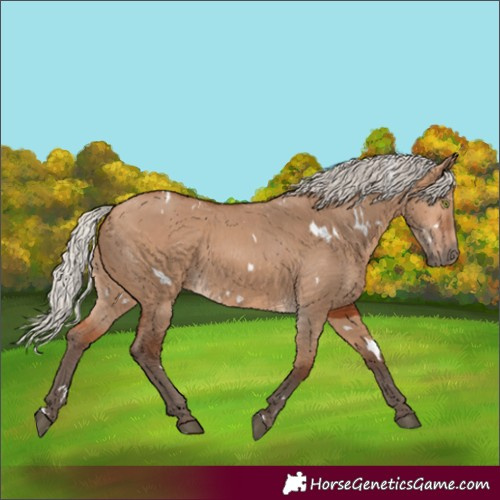 Horse Color:White Spotted Silver Bay Dun Rabicano
