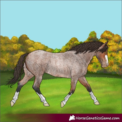 Horse Color:Bay Roan Appaloosa Rabicano