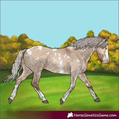 Horse Color:White Spotted Silver Bay Dun Sabino Rabicano