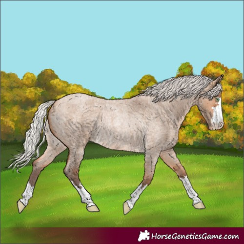 Horse Color:Silver Bay Roan Dun Appaloosa Rabicano 
