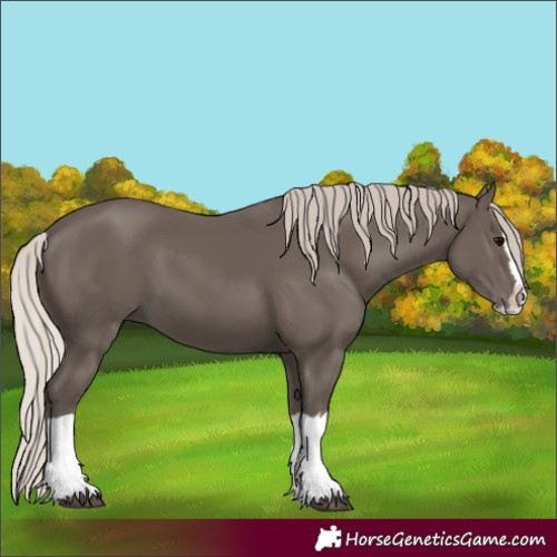 Horse Color:Silver Black Splash 