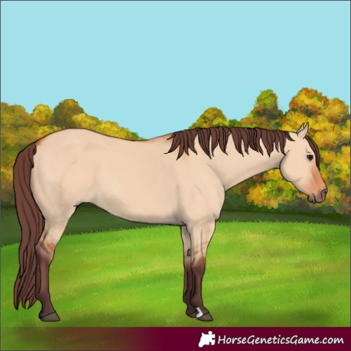 Horse Color:Chocolate Bay Dun