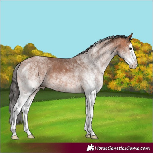 Horse Color:White Spotted Bay Splash