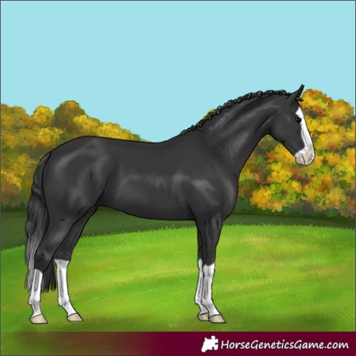 Horse Color:Black Splash 