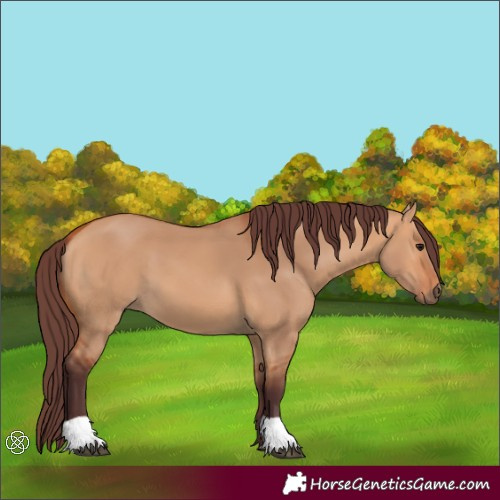 Horse Color:Chocolate Bay Dun