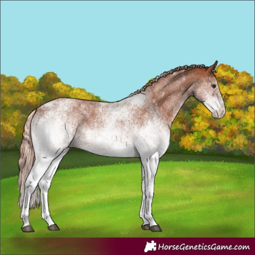 Horse Color:White Spotted Chestnut 