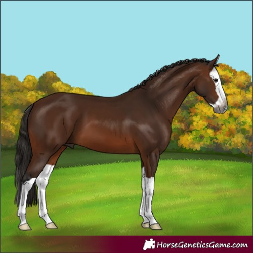 Horse Color:Gray Bay Splash 