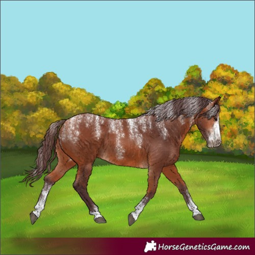 Horse Color:Powder White Chocolate Bay