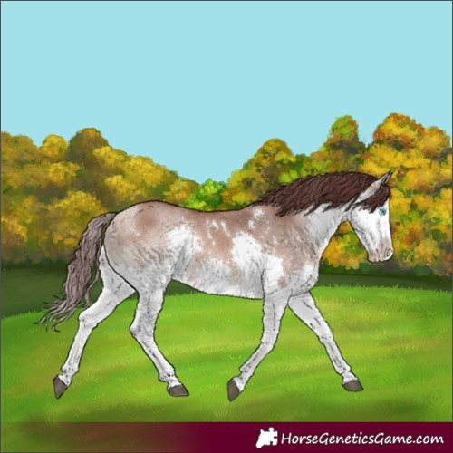 Horse Color:White Spotted Chocolate Bay Dun Splash