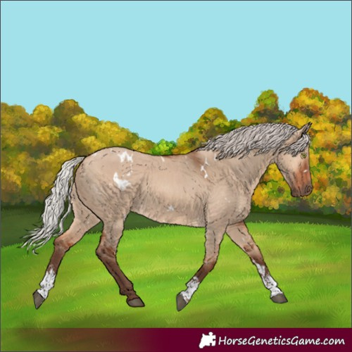 Horse Color:White Spotted Silver Bay Dun Sabino Rabicano 