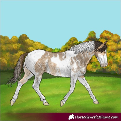 Horse Color:Buckskin Sabino Tobiano Rabicano 