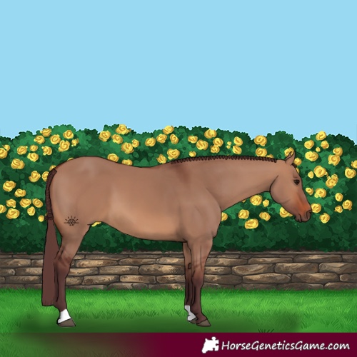 Horse Color:Chocolate Brown Dun