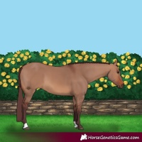 Horse Color:Chocolate Brown Dun 