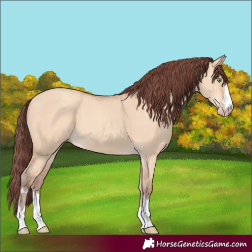 Horse Color:Chocolate Amber Champagne Dun 