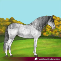 Horse Color:White Spotted Black 