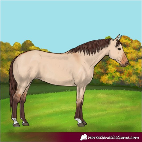 Horse Color:Chocolate Bay Dun 