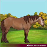 Horse Color:Gray Chocolate Bay Dun 