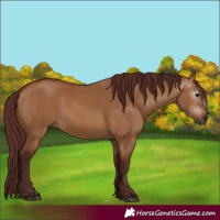Horse Color:Gray Chocolate Bay Dun