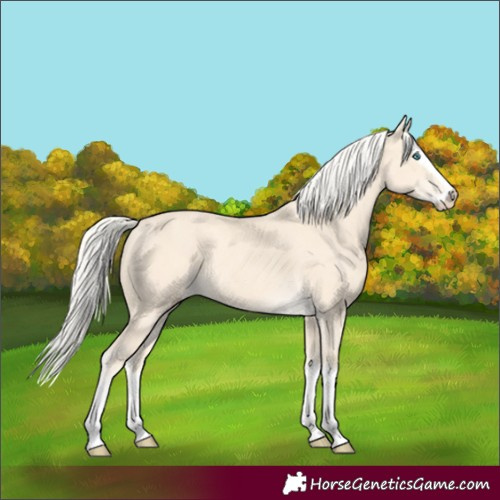 Horse Color:Cremello Splash  and Cremello Splash Rabicano 