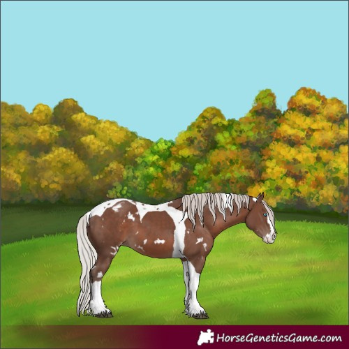 Horse Color:White Spotted Silver Black Splash Tobiano Appaloosa 