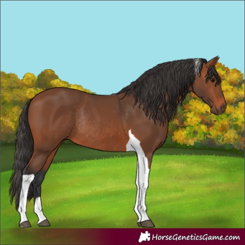 Horse Color:Bay Tobiano Rabicano 