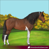 Horse Color:Bay Tobiano Rabicano