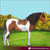 Horse Color:Bay Tobiano Rabicano 