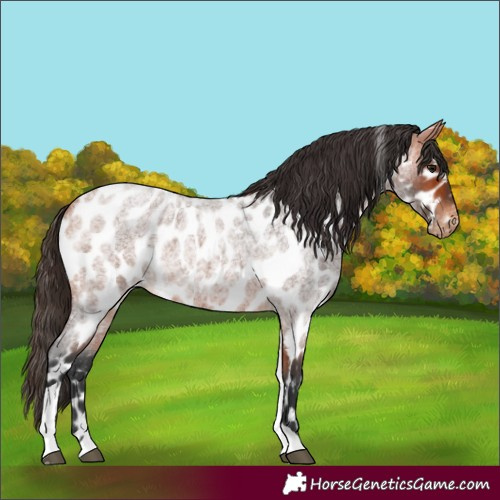 Horse Color:Bay Roan Tobiano Appaloosa Rabicano 