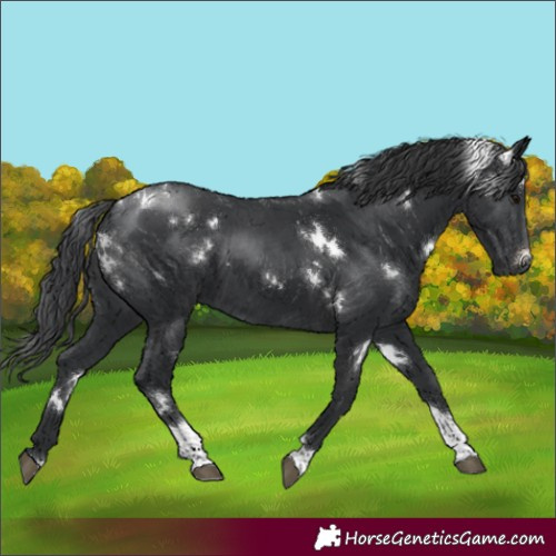 Horse Color:White Spotted Black Tobiano Rabicano