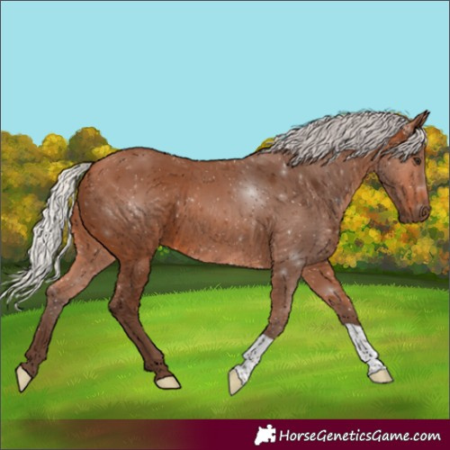 Horse Color:Silver Bay 
