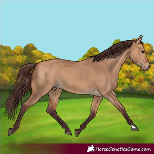 Horse Color:Chocolate Bay Dun