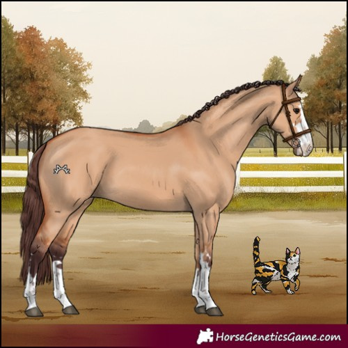 Horse Color:Chocolate Bay Dun
