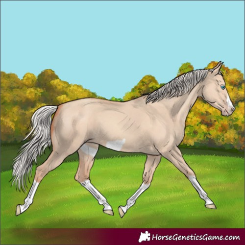 Horse Color:Silver Classic Champagne Dun Splash Frame 