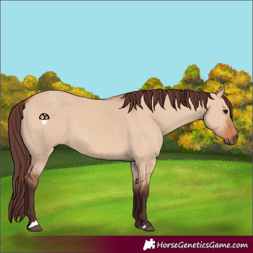 Horse Color:Chocolate Bay Dun