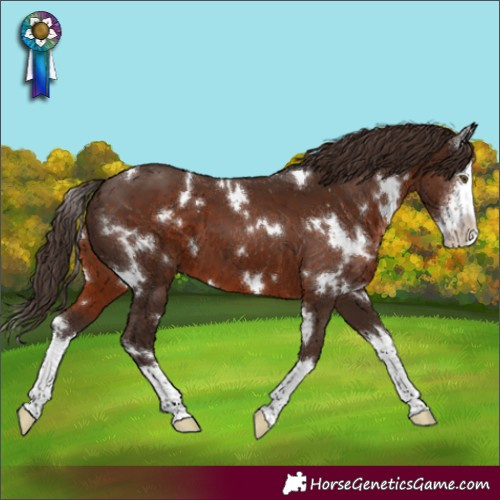 Horse Color:White Spotted Liver Chestnut Sabino Splash Appaloosa