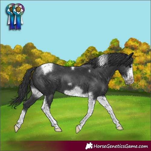 Horse Color:Black Tobiano Frame