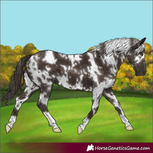 Horse Color:White Spotted Liver Chestnut