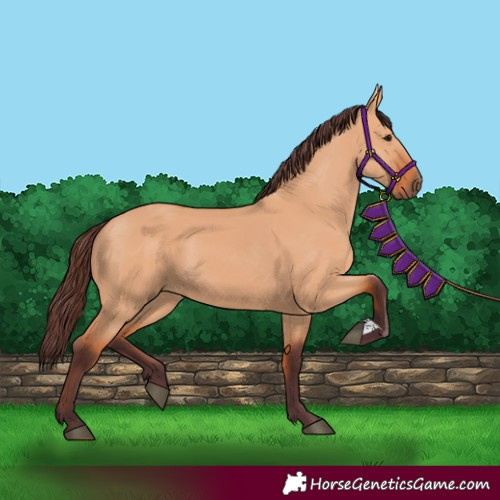 Horse Color:Chocolate Bay Dun 