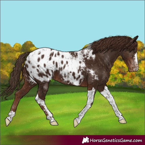 Horse Color:Liver Chestnut Tobiano Appaloosa